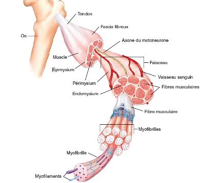 Struture Du Tissu Musculaire Squelettique Flashcards Quizlet