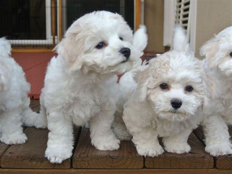 Bright Magnolia Bichons Vince Philpot Bichon Frise Puppies For Sale