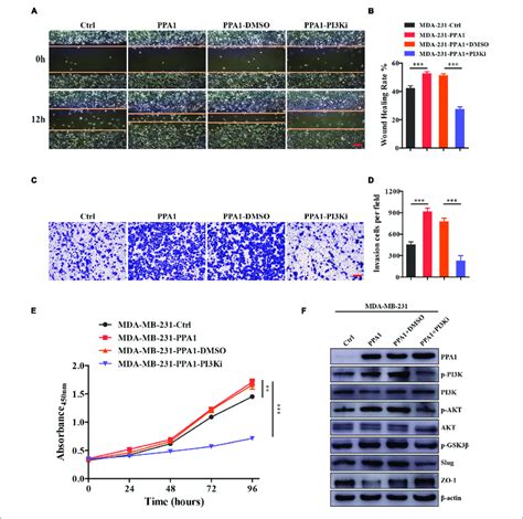 Inhibitors Of The Pi3kaktgsk3β Signaling Pathway Can Restore