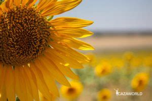 Los Girasoles Se Mueven Hacia El Sol Durante Su Crecimiento Para