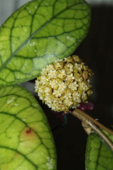 Hoyapassion: Hoya sp. GBL EPC-260