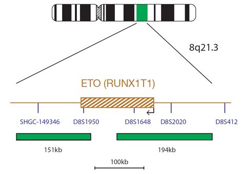 Cytocell Aml Eto Runx Runx T Translocation Fish Probe Ogt