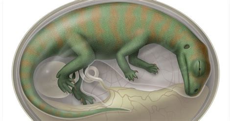 Dinosaur embryo fossils give clues on growth - Australian Geographic