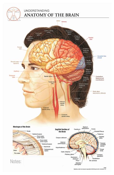 Anatomy Of The Brain Chart Ponasa