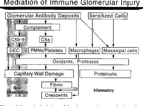 Figure 1 From Nephrology Dialysis Transplantation Pathogenesis Of