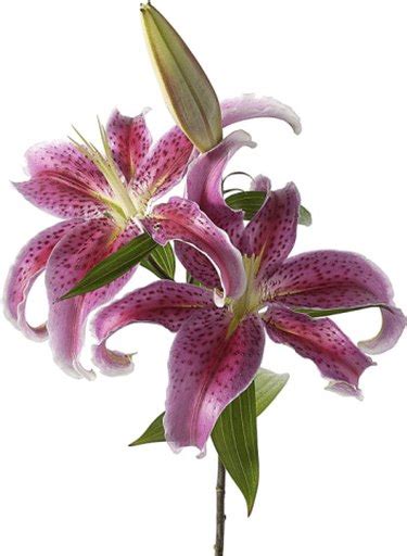 How To Care For Asiatic Lilies In The Fall Ehow