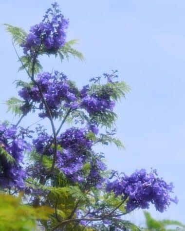 Jacaranda Tree Pros And Cons: Should You Grow It?