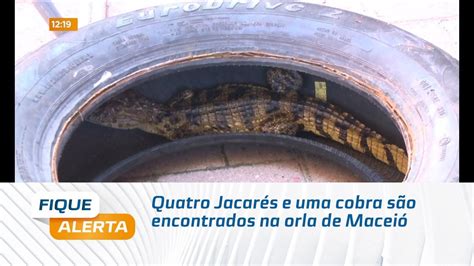 Quatro Jacarés e uma cobra são encontrados na orla de Maceió YouTube