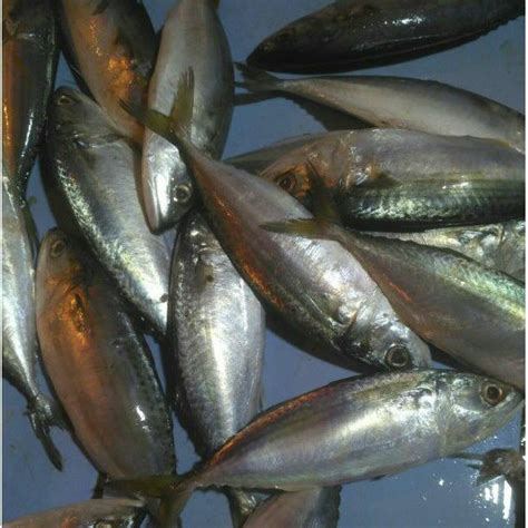 Jual Ikan Kembung Banjar Segar Gram Shopee Indonesia