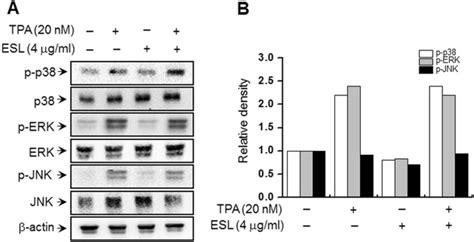 The Effects Of Ethanol Extract Of Saussurea Lappa Esl On The