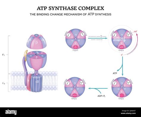 Estructura Compleja De Atp Sintasa Y Mecanismo De Atp Sintasa El