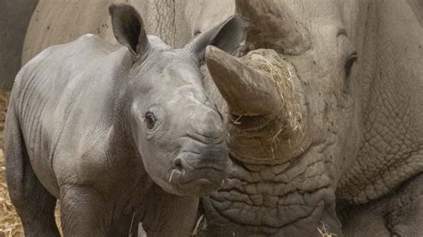 Radioactive Rhino Horns The Project Aimed At Stopping Poaching Bbc