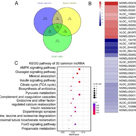 Lncrnas In Longissimus Dorsi Ld Development In Zbed Ko Pigs A