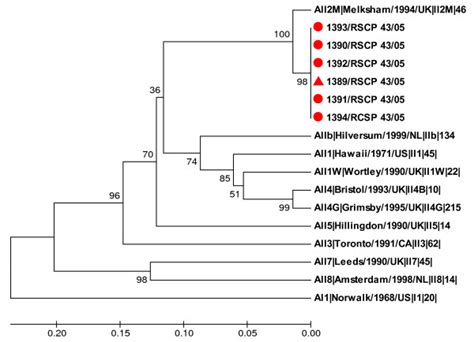 Phylogenetic Tree Of Partial Rna Polymerase Sequences Of The Viral