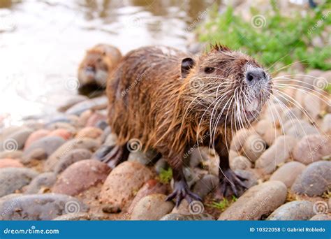 Friendly Beavers Stock Photo Image Of Mammal Close 10322058