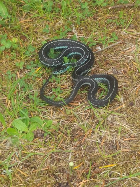 Garter Snake Vancouver Island Rwildlifephotography