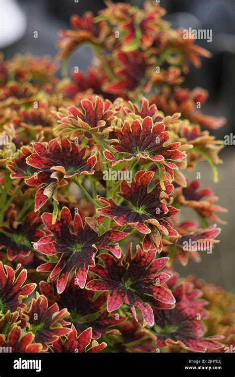 Coleus Scutellarioides With A Natural Background Stock Photo Alamy