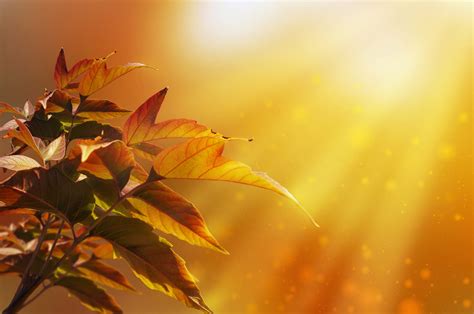 Maple-leaf Free Stock Photo - Public Domain Pictures