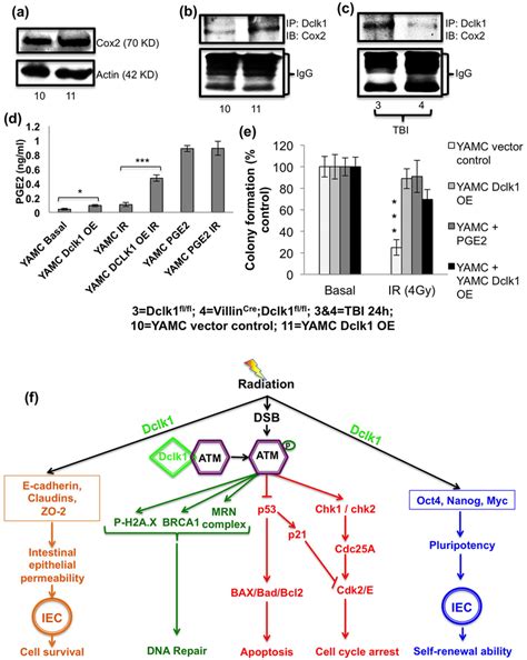 Tuft Cells Require Dclk1 Expression To Mediate Its Paracrine Function