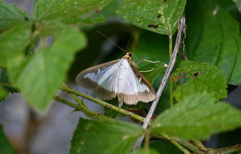 VIDEO Espèces invasives en France La Pyrale du buis petit papillon