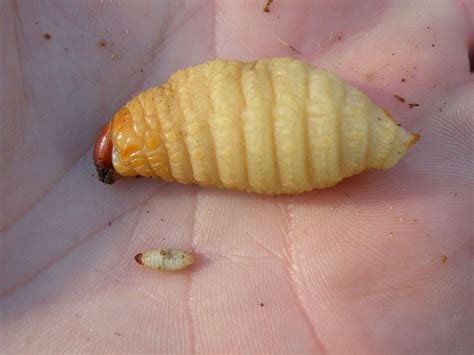 Rhynchophorus Ferrugineus Picudo Rojo Plaga Tratada Con Endoterapia