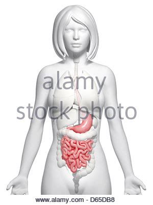 D Nndarm Weiblichen Organe Anatomie Des Menschen Stockfoto Bild