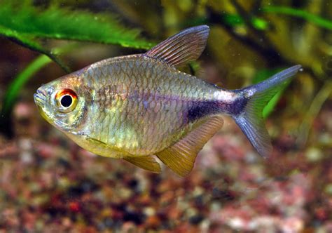 Der Kurumoi Regenbogenfisch Melanotaenia Parva