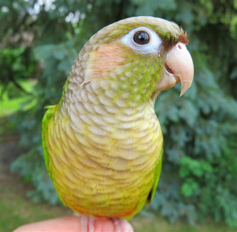 List Pictures Pictures Of Green Cheek Conures Updated