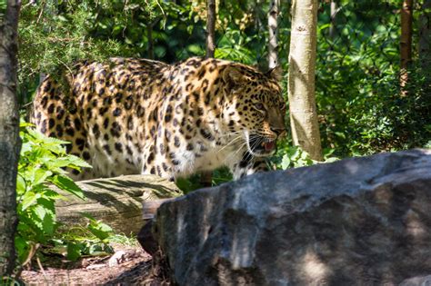 Leipzig Zoo, Germany