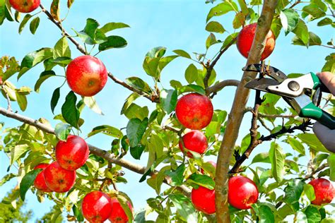 Voici Les Arbres Fruitiers Quil Faut Imp Rativement Tailler En Mai