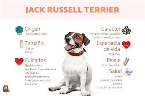JACK RUSSELL TERRIER - Características, carácter y tipos con FOTOS