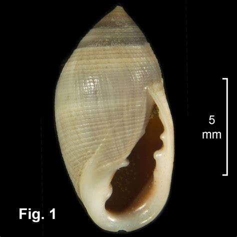 Cassidula doliolum