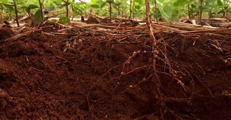 Entenda O Que A Compacta O Do Solo E Como Ela Pode Afetar As Plantas