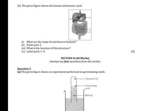 The Given Figure Shows The Human Alimentary Canal Filo