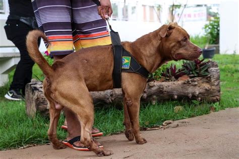 Vacina O Antirr Bica Noturna Contra Raiva Em C Es E Gatos Redepar