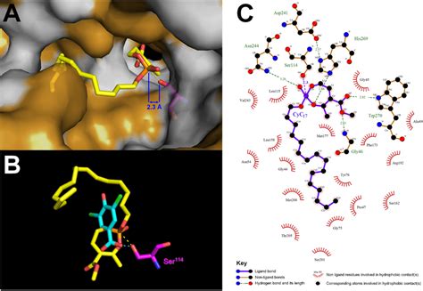 In Silico Molecular Docking Experiments A In Silico Molecular