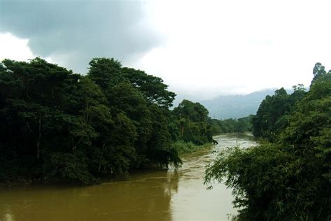 Mahaweli River Green Trees - Free photo on Pixabay - Pixabay