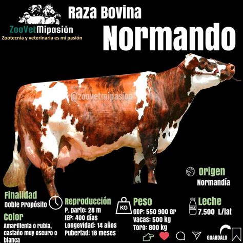 Raza Bovina Normando Informaci N Actualizada