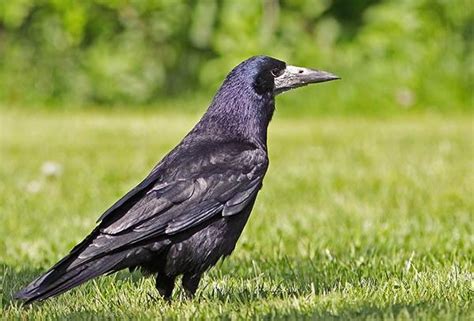 Грачи - красивые картинки: 50+ фото | Klike.net