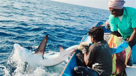 Fishing For Sharks MASSIVE Thresher Shark YouTube