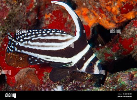 Spotted Drum Fish Equetus Punctatus Puerto Morelos National Park