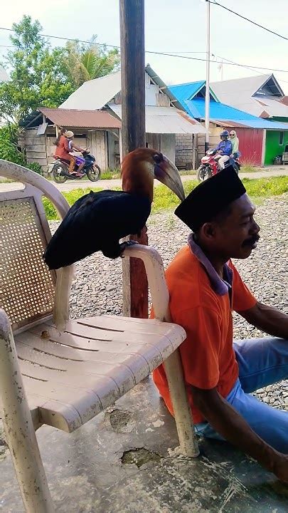 Burung Taun Taun Yang Pintar Youtube