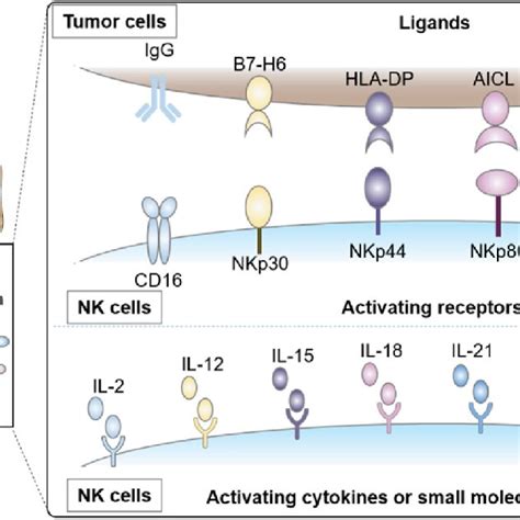 Schematic illustration of receptors, cytokines and small molecule drugs ...