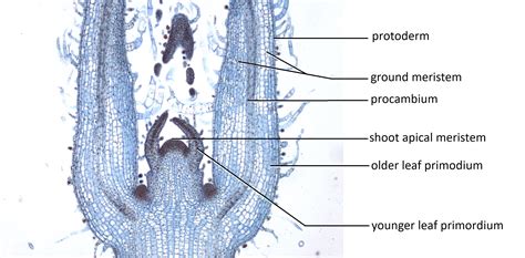 462 Meristems Biology Libretexts