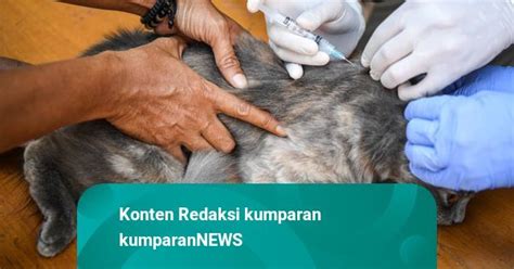 Ada Kasus Gigitan Hewan Penularan Rabies Di Jakarta Selama