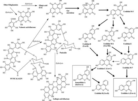 Ellagic Acid Side Effects