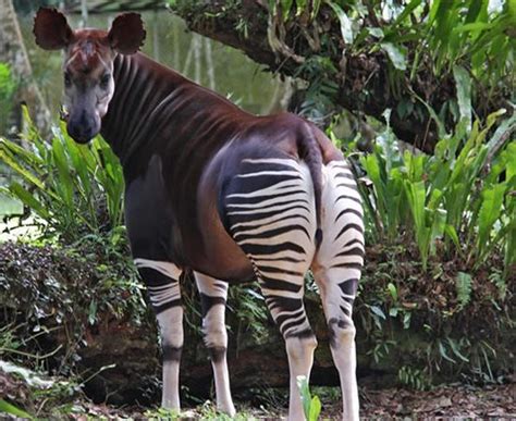 Filming In Upemba National Park In Dr Congo What To Film In Upemba