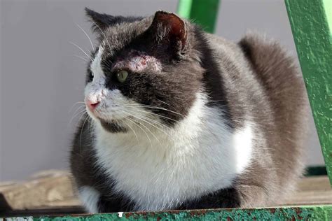 Sarna En Gatos Causas Sintomas Y Tratamientos M S Efectivos Mascotas