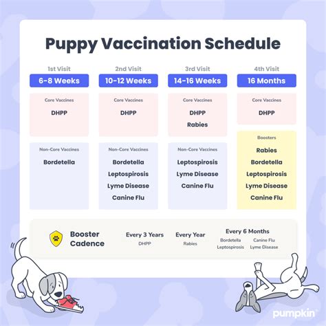 Bordetella Vaccine for Dogs: How to Prevent Kennel Cough — Pumpkin®