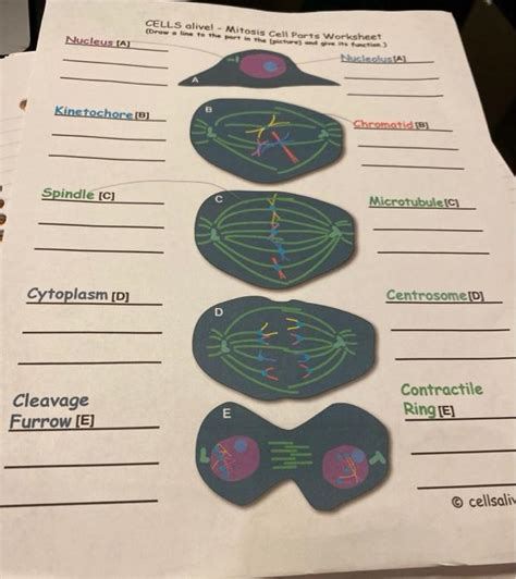 Solved Cells Alive Mitosis Cell Parts Worksheet Draw A